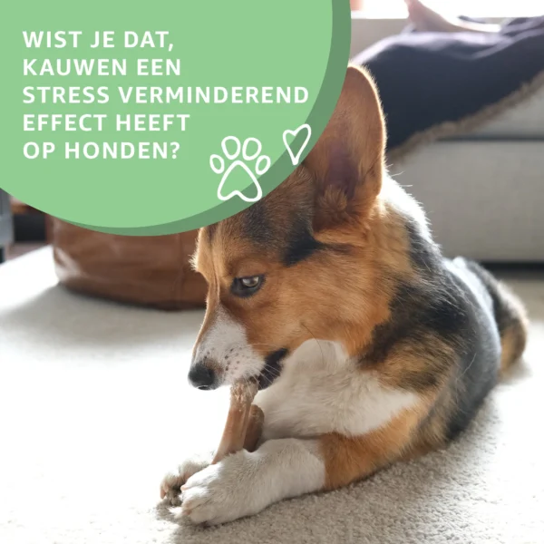 info kauwen Een zak vol met oren - 25 stuks