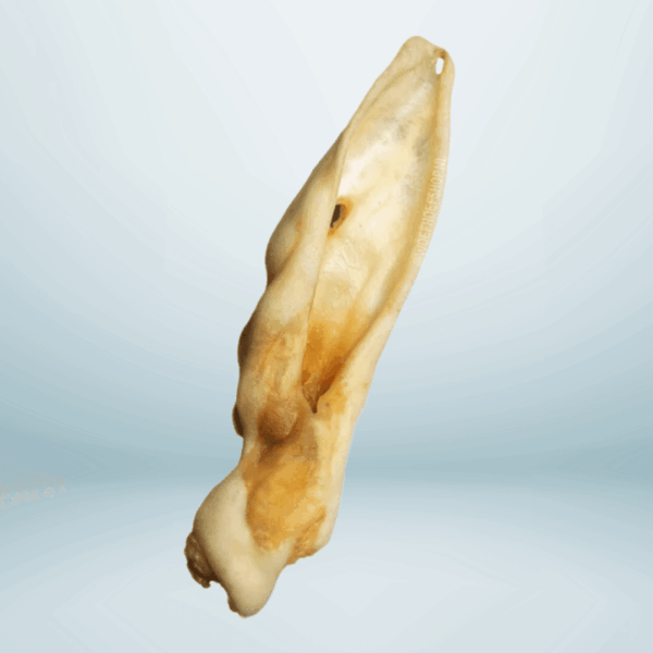 Lamsoor Lamsoor