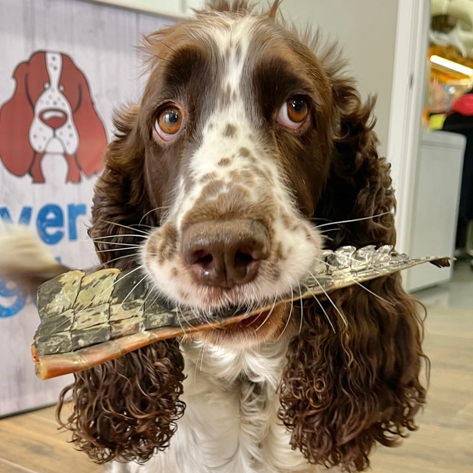 Lulu's Kitchen - You croc my world - Krokodillen Staart