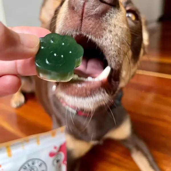 Lulu's Kitchen | Doggy Jelly | Spinazie & Groene Spirulina