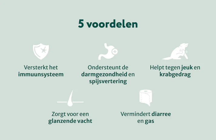 ds zonder vlees Dogsuppy Probiotica Forte - Ondersteuning Darmflora - 60 snoepjes