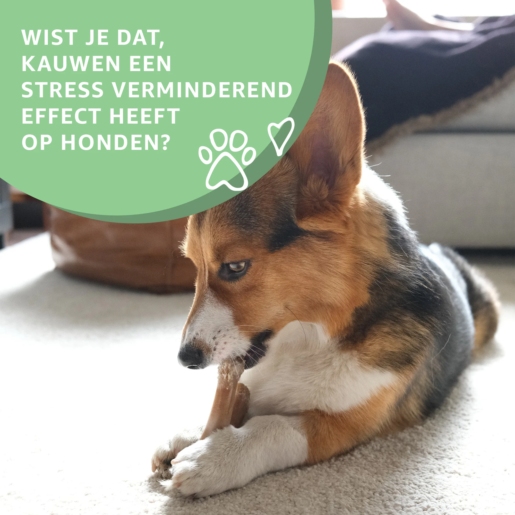 info kauwen Paardenkophuidplaat - Varianten