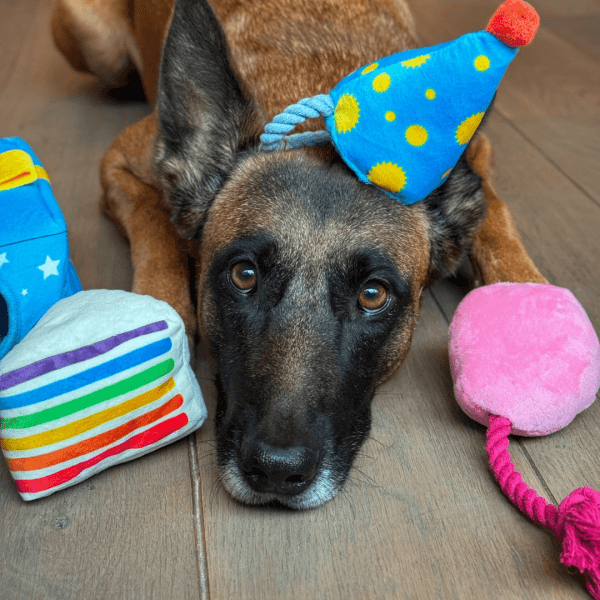 Pawstory - Snuffles Festive Party Box 3-in-1