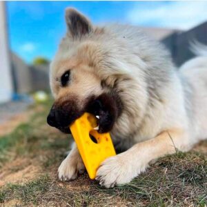 Sodapup Swiss Cheese