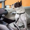 Autogordel voor Honden - Per Stuk