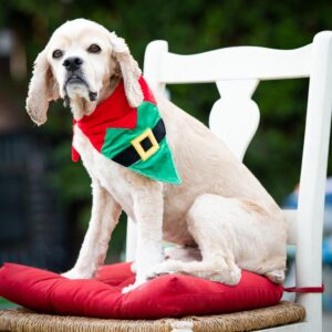 Huxley & Kent Holiday Elf Suit Bandana