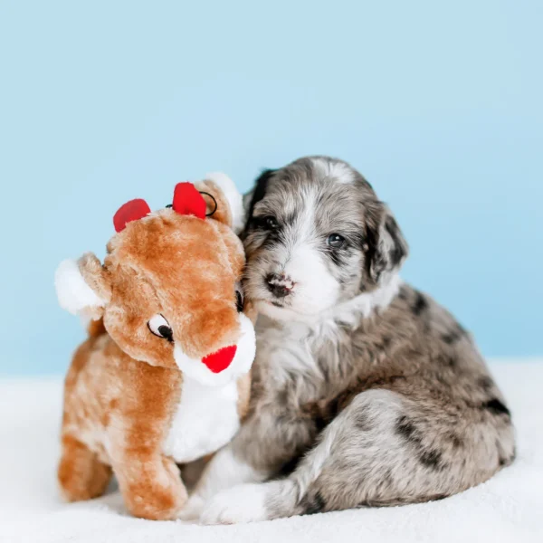 Zippy Paws - Rendier - Kerstknuffel