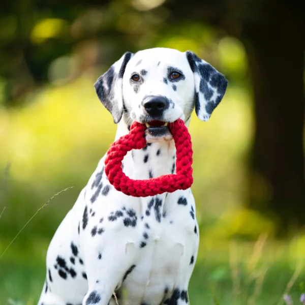 laboni valentijn hart groot
