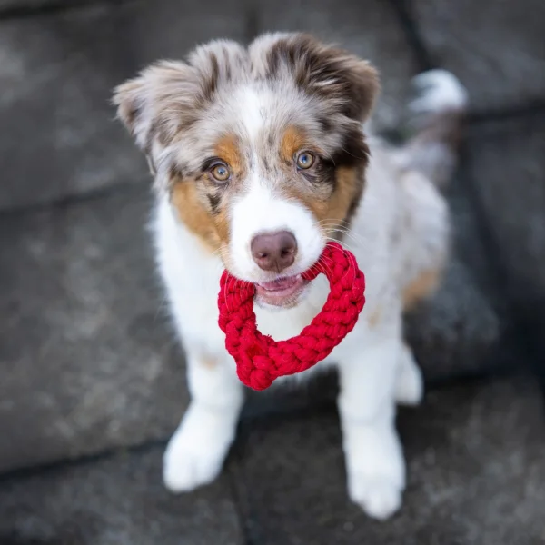 laboni valentijn hart klein