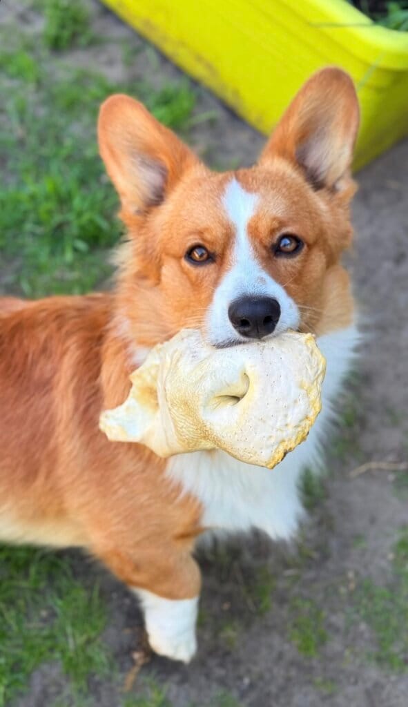 Dexter Gepofte Runderneus
